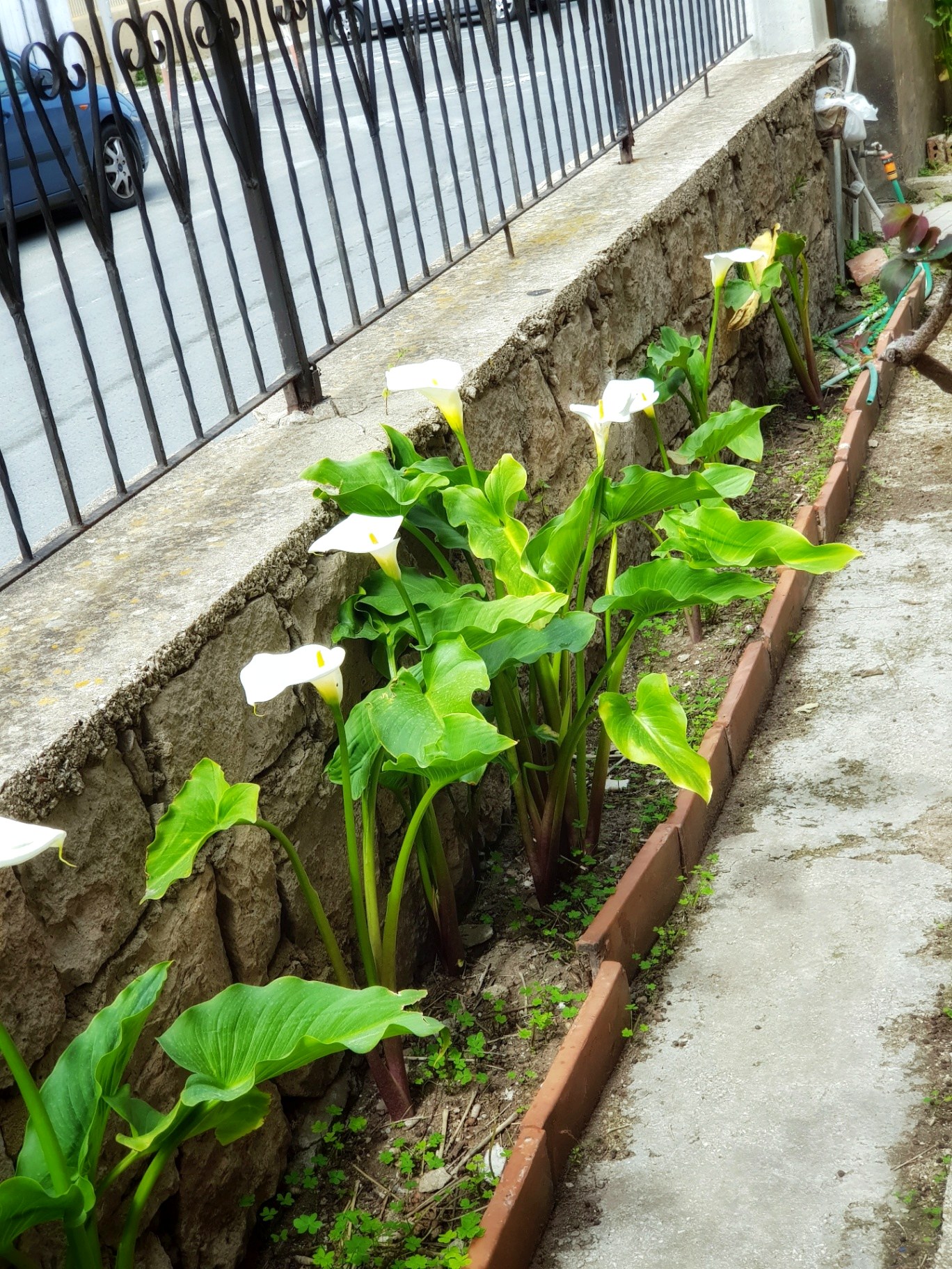 Arums blancs en fleurs le long du muret du jardin d'entrée au printemps
